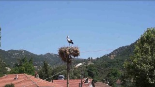 Burdurda Hisarardı köyünün yüz yıllık misafirleri leylekler, bu yıl da yuvalarına döndü