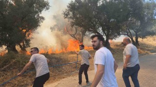 Bursada 20 zeytin ağacı yandı: 2 çocuk gözaltında