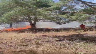 Bursada ağaçlık alanda çıkan yangına müdahale ediliyor