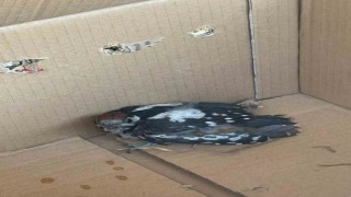 Bursada yaralı ağaçkakan tedavi altına alındı