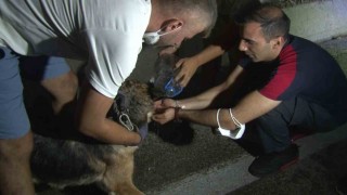 Bursadaki yangından etkilenen hayvanlar böyle kurtarıldı