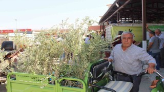 Büyükşehirden 19 ilçeye 40 bin zeytin fidanı desteği