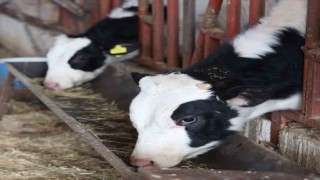 Büyükşehirden kırsaldaki besicilere veterinerlik hizmeti