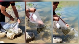 Çamardıda göletlere yavru sazan bırakıldı