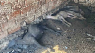 Çanakkalede çıkan orman yangınında damlar yandı, hayvanlar telef oldu