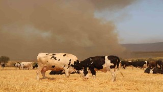 Çanakkaledeki yangında köylüler hayvanlarını korumak için tarlalarda bekletiyor