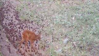Çankırıda yaban hayatı kamerada