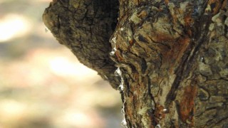 Çeşmede ağaçlardan sakız damlayacak