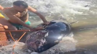 Çeşmede kıyıya vuran orkinosu sandalye ile tutmaya çalıştılar