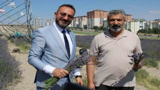 Çiftçilere örnek olması için ekilen lavantanın 4. hasadı yapıldı