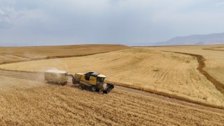 Çiftçinin emeği ürüne dönüştü, hasat mesaisi başladı