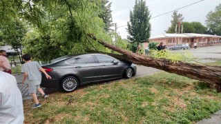 Çivrilde fırtına 15 metrelik ağacı devirdi