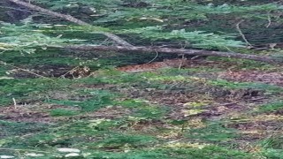 Çok iyi kamufle olmuştu ancak doğaseverin objektifinden kaçamadı