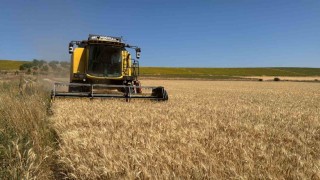 Çorum Belediyesinden 80 dönümlük buğday tarlasında hasat başladı
