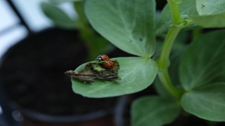 Çorumda yaprak bitiyle mücadele için doğaya uğur böcekleri salındı