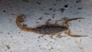 Çorumda zehirli akrep eve girmeye çalışırken yakalandı