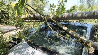 Çürüyen ağaç araçların üzerine devrildi: 4 araç hasar gördü