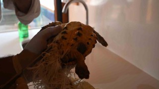 Çuvala dolanmış halde yaralı bulunan Caretta caretta denizle buluştu