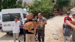 Dağ keçisi yetkililere teslim edildi