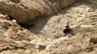 Dağda mahsur kalan koyunlar ekipler tarafından kurtarıldı