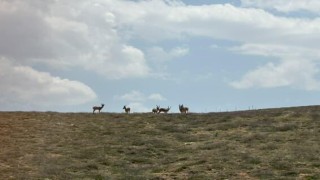 Dağların eşsiz tırmanıcıları bozkırda poz verdi