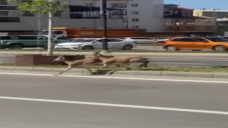Dağların eşsiz tırmanıcıları yolunu şaşırıp kent merkezine indi