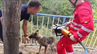 Demir korkuluklara sıkışan köpeği itfaiye kurtardı