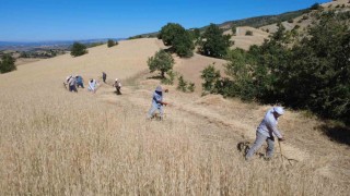 Demircide buğday ve arpalar imece usulüyle hasat ediliyor