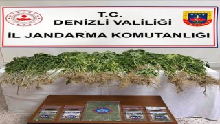 Denizlide 343 kök Hint keneviri ele geçirildi