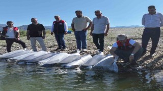 Denizlide göl ve göletlere 1 milyon sazan yavrusu bırakıldı