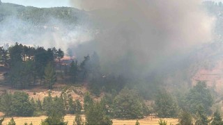 Denizlide orman yangını