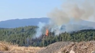 Denizlide orman yangını