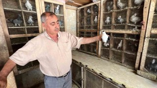 Depremde 170 güvercini telef oldu, kuş sevdası geçmedi