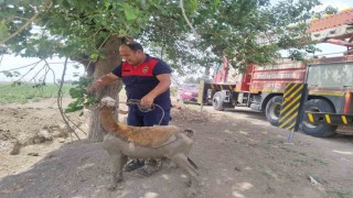 Derede çamura saplanan koyunu itfaiye ekipleri kurtardı