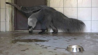 Dev karıncayiyen ailesi büyüyor