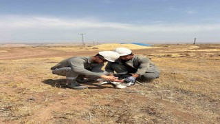 Dicle Elektrik ekipleri bitkin düşen leyleği kurtardı