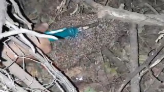 Dikenli tellere dolanan kirpiyi çocuklar kurtardı