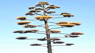 Dikilide 30 yıllık agave çiçek açtı
