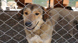 Diyarbakır hayvan bakımevi can dostlara şefkat eli uzatıyor