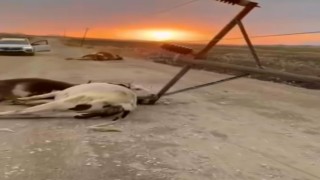 Diyarbakırda fırtına elektrik direğini devirdi, 6 inek telef oldu