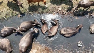 Diyarbakırda mandaların su banyosu dronla görüntülendi
