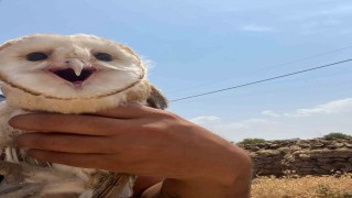 Diyarbakırda sıcaktan bunalan peçeli baykuş eve sığındı