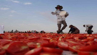 Diyarbakırın kavurucu sıcağı altında kurutulan domatesler Avrupaya ihraç ediliyor