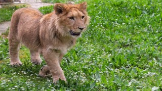 Doğadan kurtarıldı, ölüme gönderildi