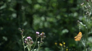 Doğaseverler Kuzuyaylada 144 farklı tür gözlemledi