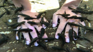 Doktor balıklar, tabiat parkı oldu