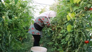 Domates yetiştiriciliği üreticiye umut oldu
