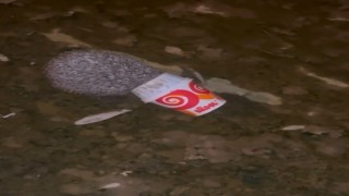 Dondurma kutusuna kafası sıkışan kirpiyi itfaiye kurtardı