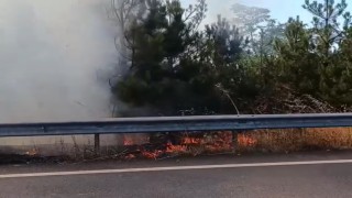 Düğün konvoyundaki meşale çamlık alanı yaktı