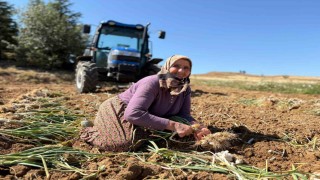 Dünyaca ünlü Taşköprü sarımsağında hasat dönemi başladı